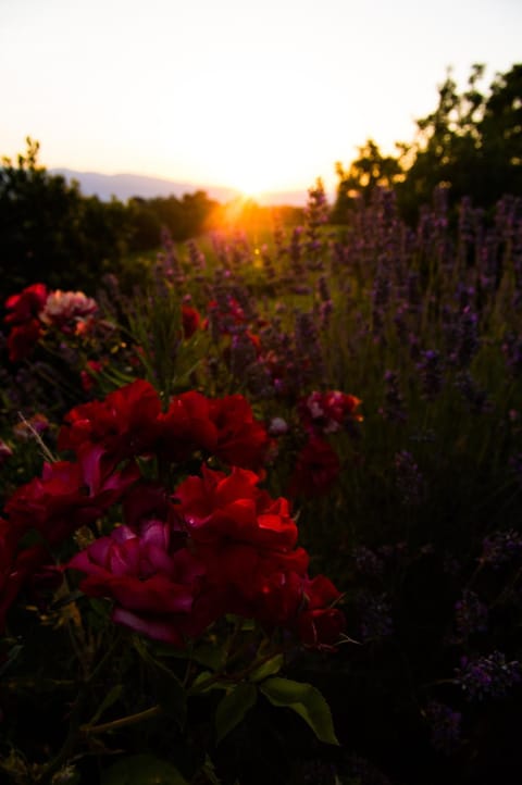 Summer, Other