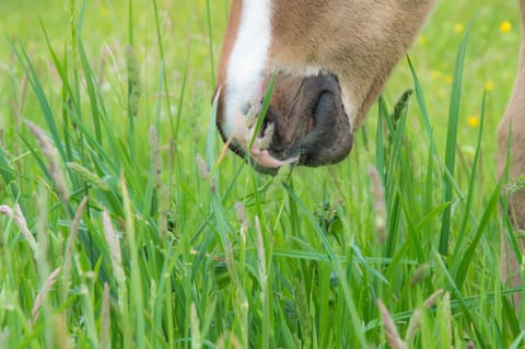 Animals, Animals