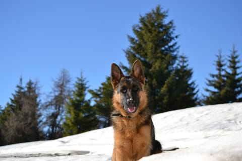 Agritur Scoiattolo Farm Stay in Trentino-South Tyrol