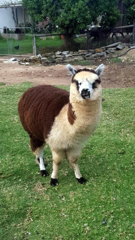 Breede River Holiday Farm Malgas Chalet in Western Cape