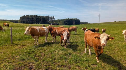 Ferienhaus Eller House in Salzburgerland