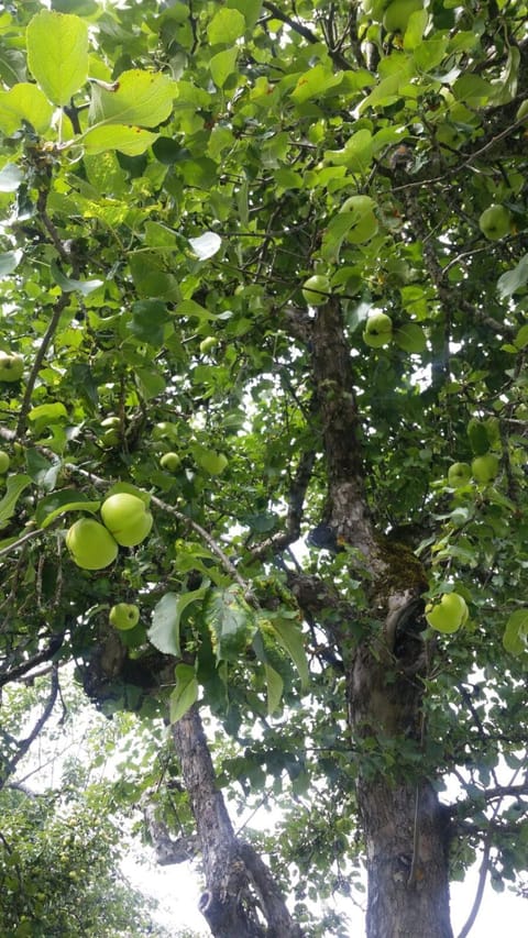 Landl Vorberg House in Schladming