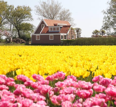 Property building, Garden view