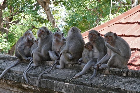 Nearby landmark, Off site, Animals, Area and facilities