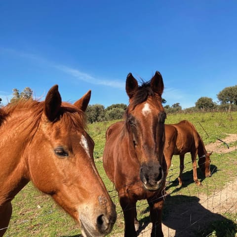 Agriturismo Is Conchisceddas Farm Stay in Sardinia