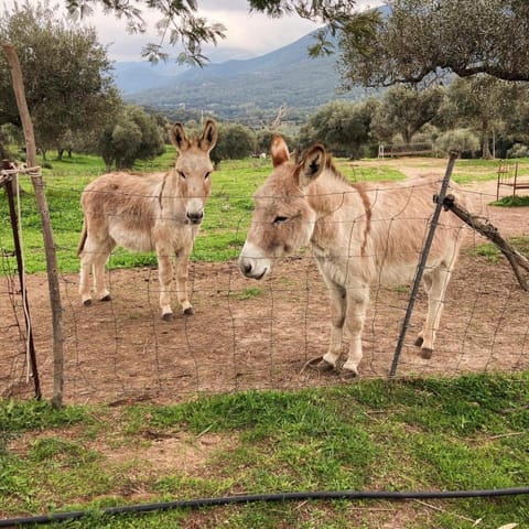 Agriturismo Is Conchisceddas Farm Stay in Sardinia