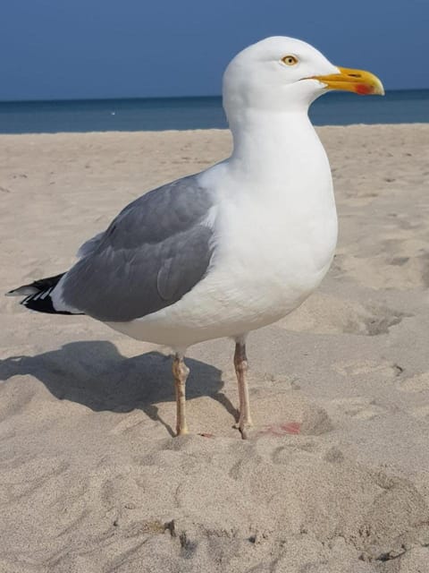 Animals