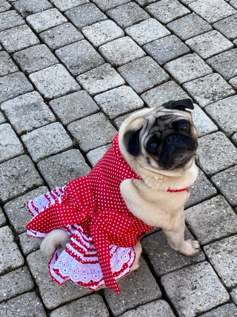 Rose Garden Studio Apartment in Giverny