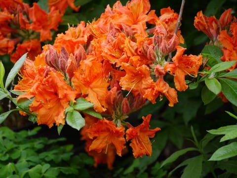 Fewo Lutterow Apartment in Rheinsberg