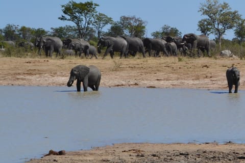 Natural landscape, Animals