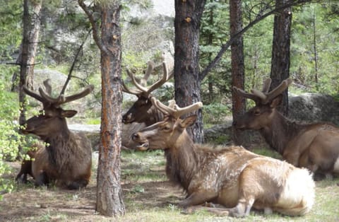 Stonebrook Resort - Adult Only Resort in Estes Park