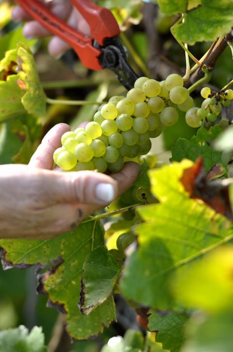 Gästehaus Wein im Turm Hotel in Trier-Saarburg