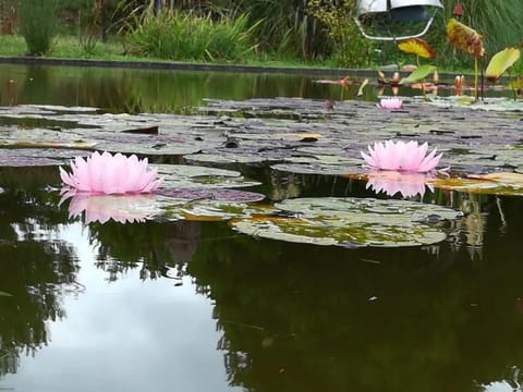 Day, Natural landscape, Garden, Garden view