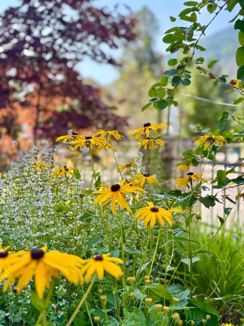 Day, Garden, Garden view