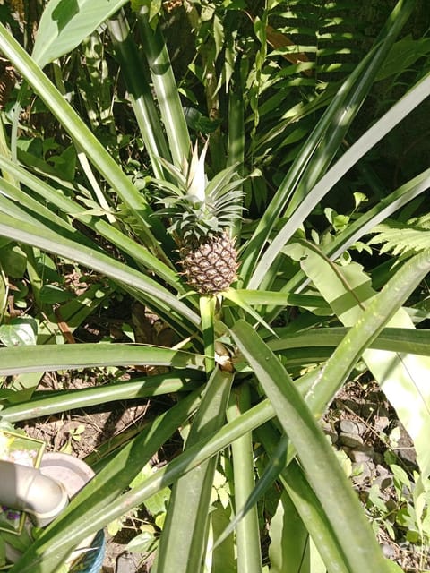 Spring, Day, Natural landscape, Garden, Garden view