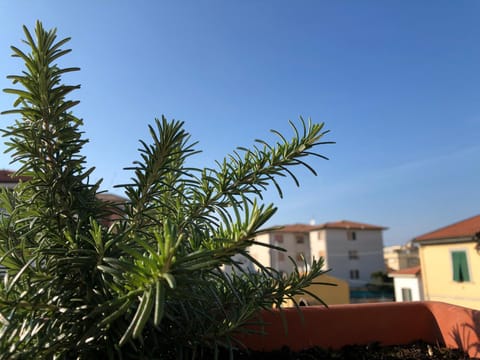 Da Paola Bed and Breakfast in Pisa