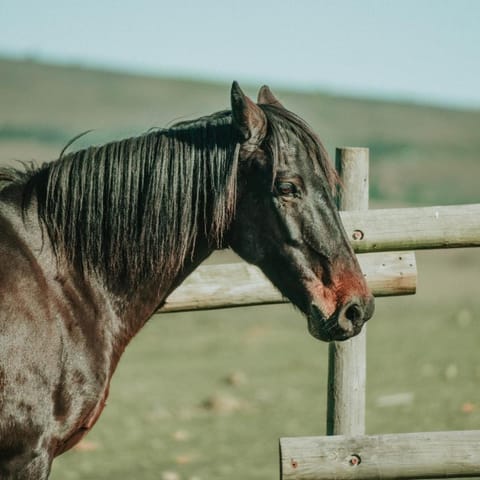 Oudebosch Guest Farm Farm Stay in Western Cape