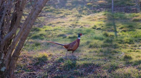 Podere Piandicava Apartment in Tuscany