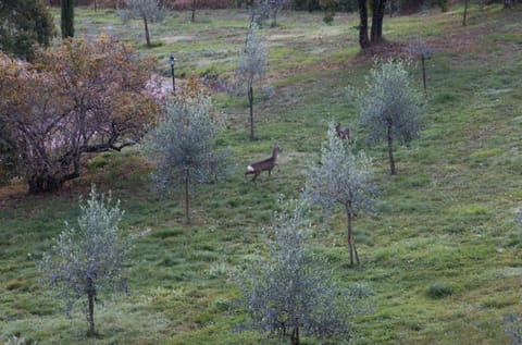 Podere Piandicava Apartment in Tuscany