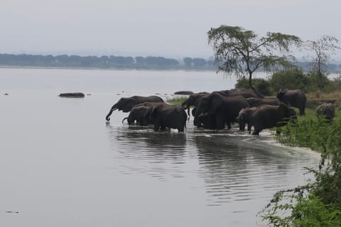 Animals, On site, Lake view, Lake view