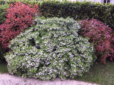 Natural landscape, Garden