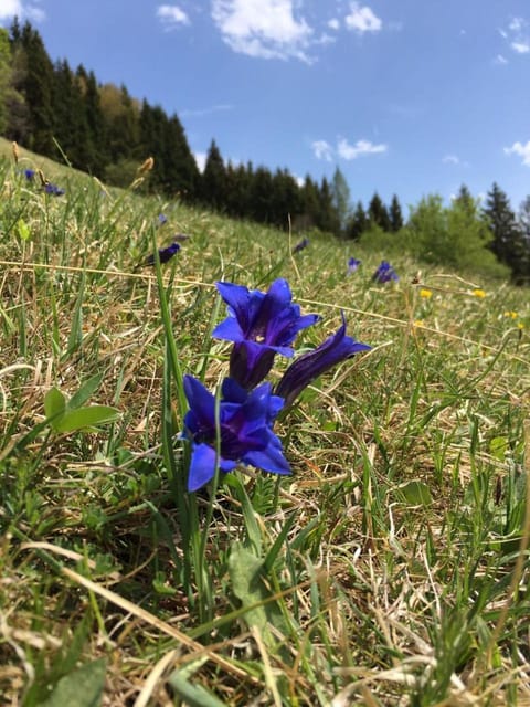 Alte Postvilla Apartment in Tyrol