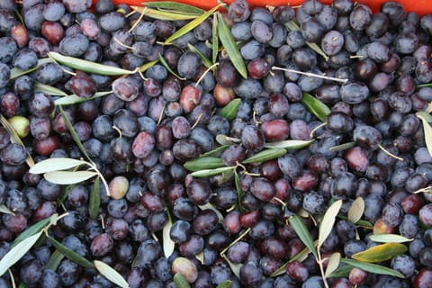 Agriturismo Amicizia Farm Stay in Basilicata