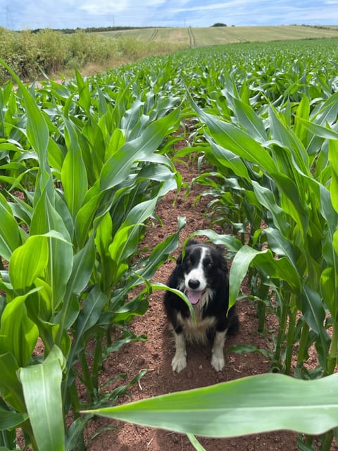 Lower Thornton Farm Farm Stay in Teignbridge