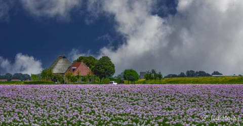 Natural landscape