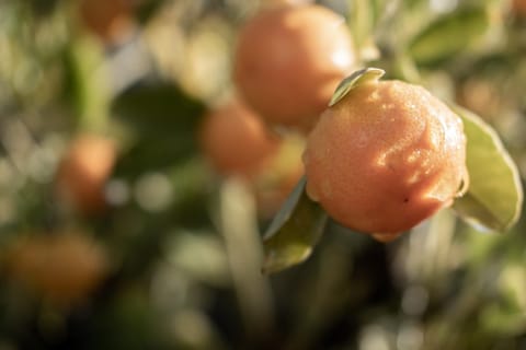 Patio, Garden, Balcony/Terrace
