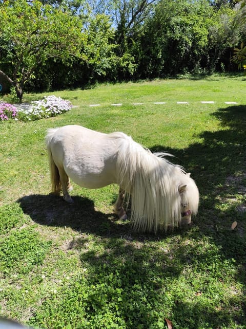 Gîte de charme Country House in Arles