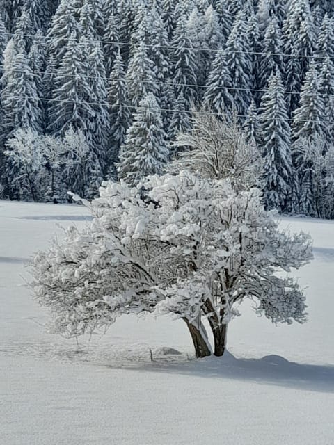 Natural landscape, Winter