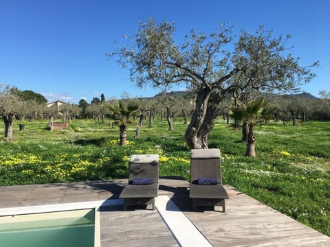 Bird's eye view, Garden, Swimming pool