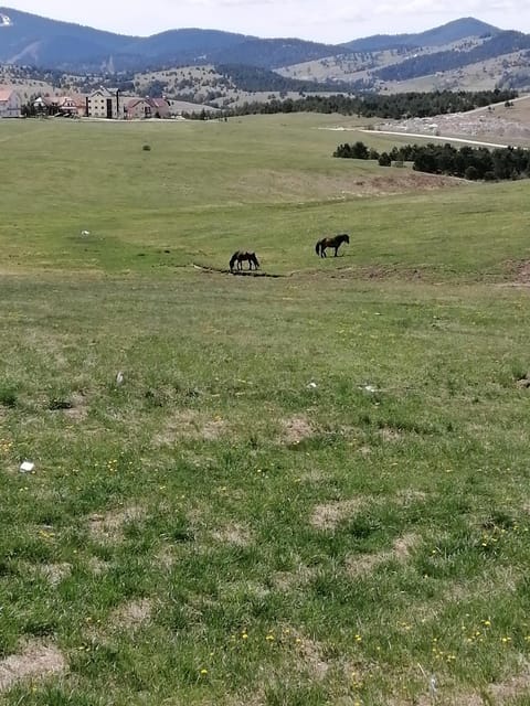 Apartman selakovic Apartment in Zlatibor