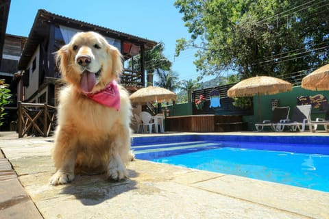 Pets, Pool view