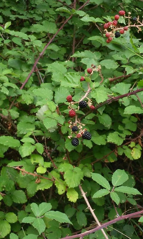 B&B Podere Bramapane House in Province of Massa and Carrara