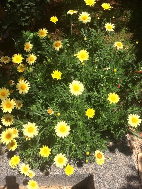 Apartman Bingo Apartment in Zadar