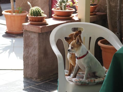 Animals, Pets, pet friendly, pet friendly