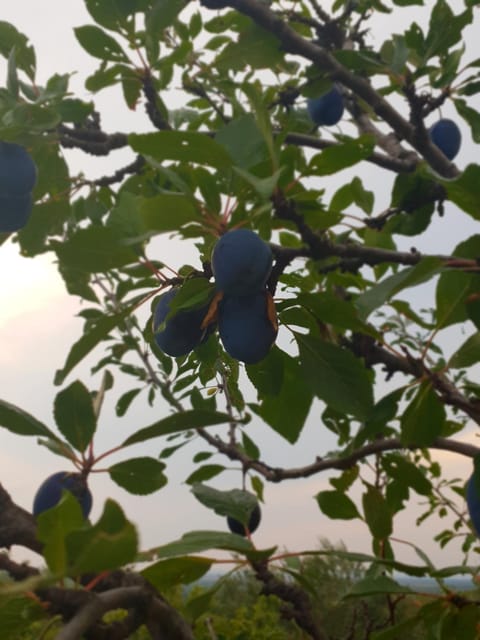 Kuća za odmor Mile House in Šibenik-Knin County, Croatia