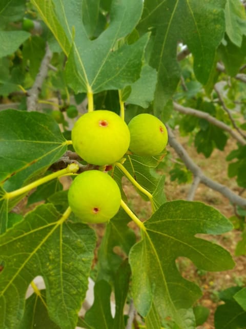 Kuća za odmor Mile House in Šibenik-Knin County, Croatia