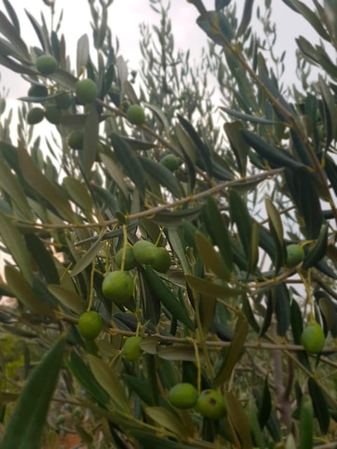 Kuća za odmor Mile House in Šibenik-Knin County, Croatia