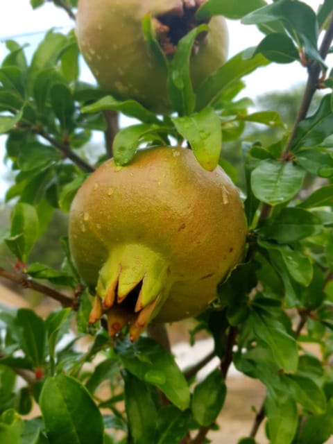 Kuća za odmor Mile House in Šibenik-Knin County, Croatia