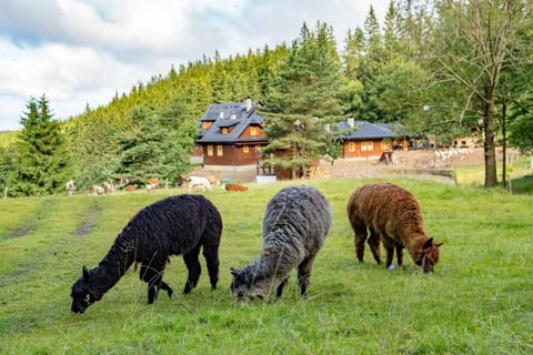 Natural landscape, Animals
