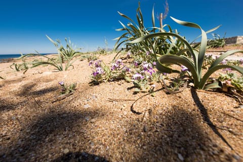 Georgia Sunset Apartment in Crete
