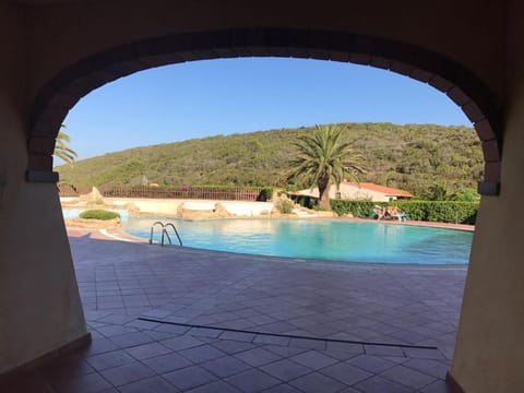 Animals, Pets, Swimming pool, Swimming pool