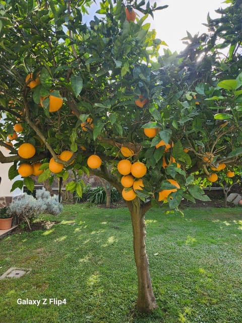 La Limonaia Villa in Campania