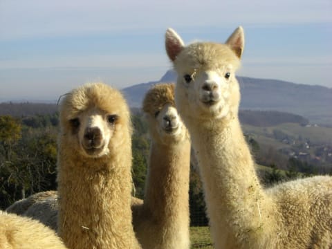 Animals