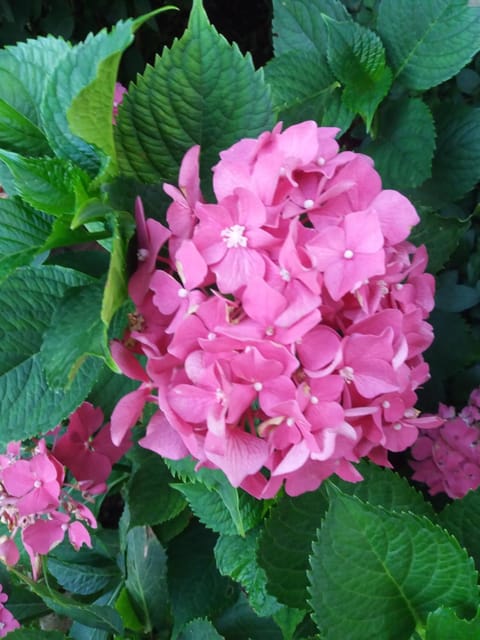 Pansion Ljubica Bed and Breakfast in Federation of Bosnia and Herzegovina