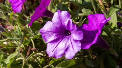 Café Pension Alpina Bed and Breakfast in Innsbruck