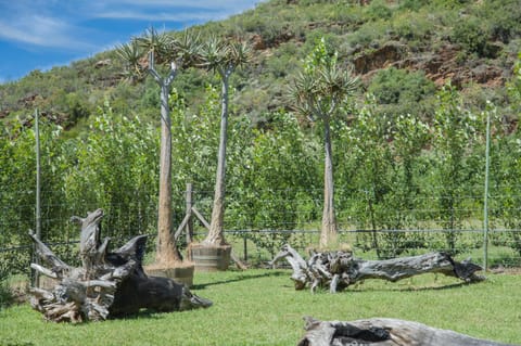 Garden, Mountain view